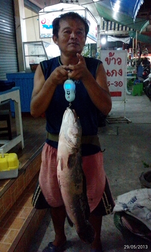 ชะโดหลังเลิกงาน