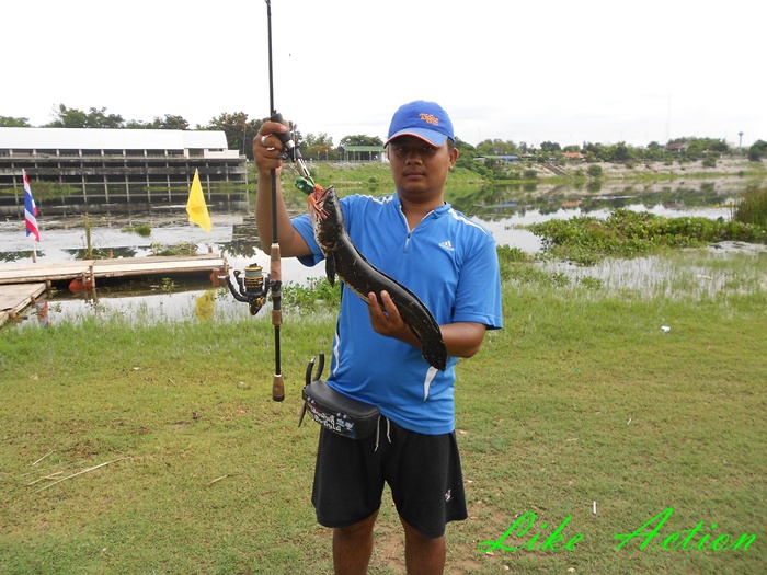 Like Action Frogs  ผลงาน บอล  เดินพันลี้ ตีหมื่นไม้