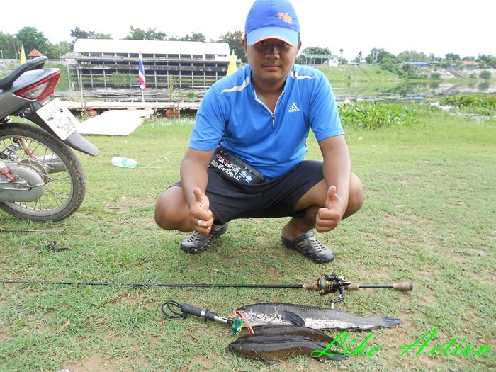 Like Action Frogs  ผลงาน บอล  เดินพันลี้ ตีหมื่นไม้