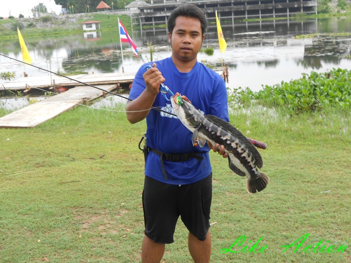 Like Action Frogs กับ  แม่ครอกตัวน้อยครับ