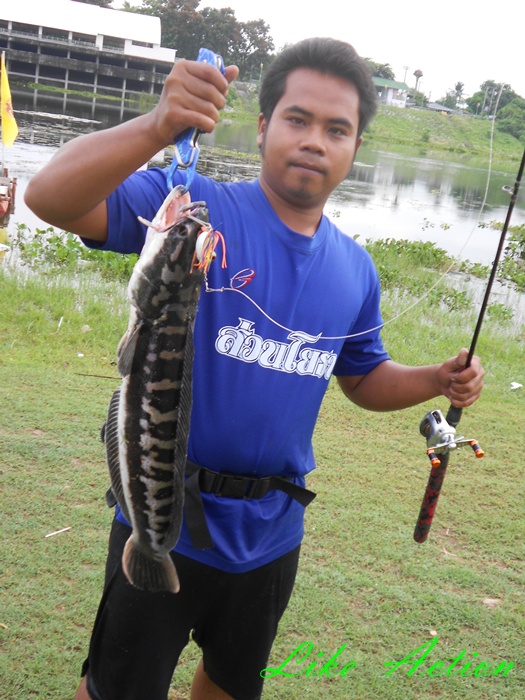 Like Action Frogs กับ  แม่ครอกตัวน้อยครับ