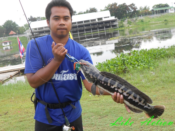 Like Action Frogs กับ  แม่ครอกตัวน้อยครับ