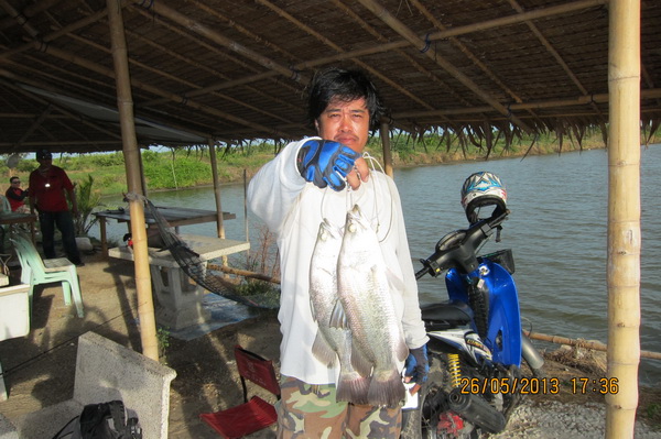 รวมภาพวันที่ 26-5-56 ล่าปลาใหญ่กัน บ่อตกปลาน้องพลอย2