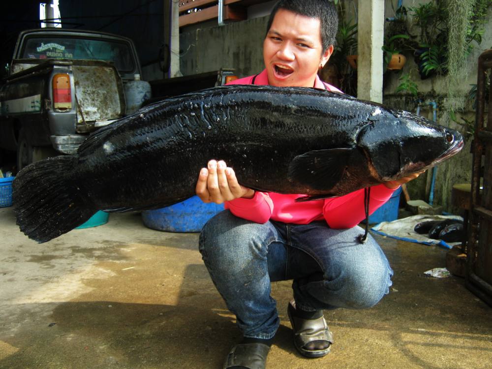 >>>ของผมไม่เล็กนะครับ<<<