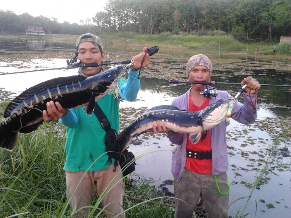 ไปเทสเหยื่อ สะเรสเบสมา  โดยปลาสาทีมหนองบัวลำภู 