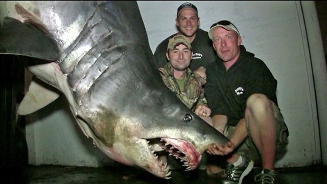 ทุบสถิติโลก!จับฉลามยักษ์หนัก 589 กิโลกรัม ที่ชายฝั่งแคลิฟอร์เนีย