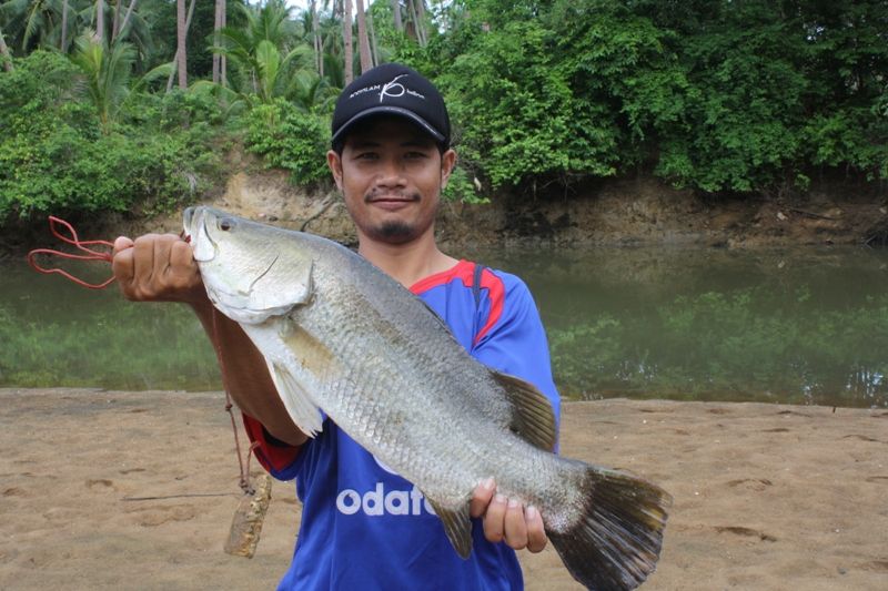 ปลากระพงใหญ่ในคลองบางสะพาน