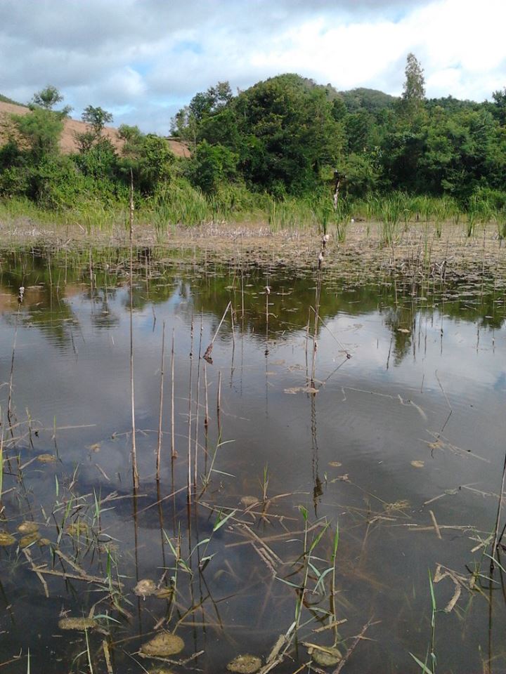 ปลาช่อน ไร้หมาย แก่งกระจาน