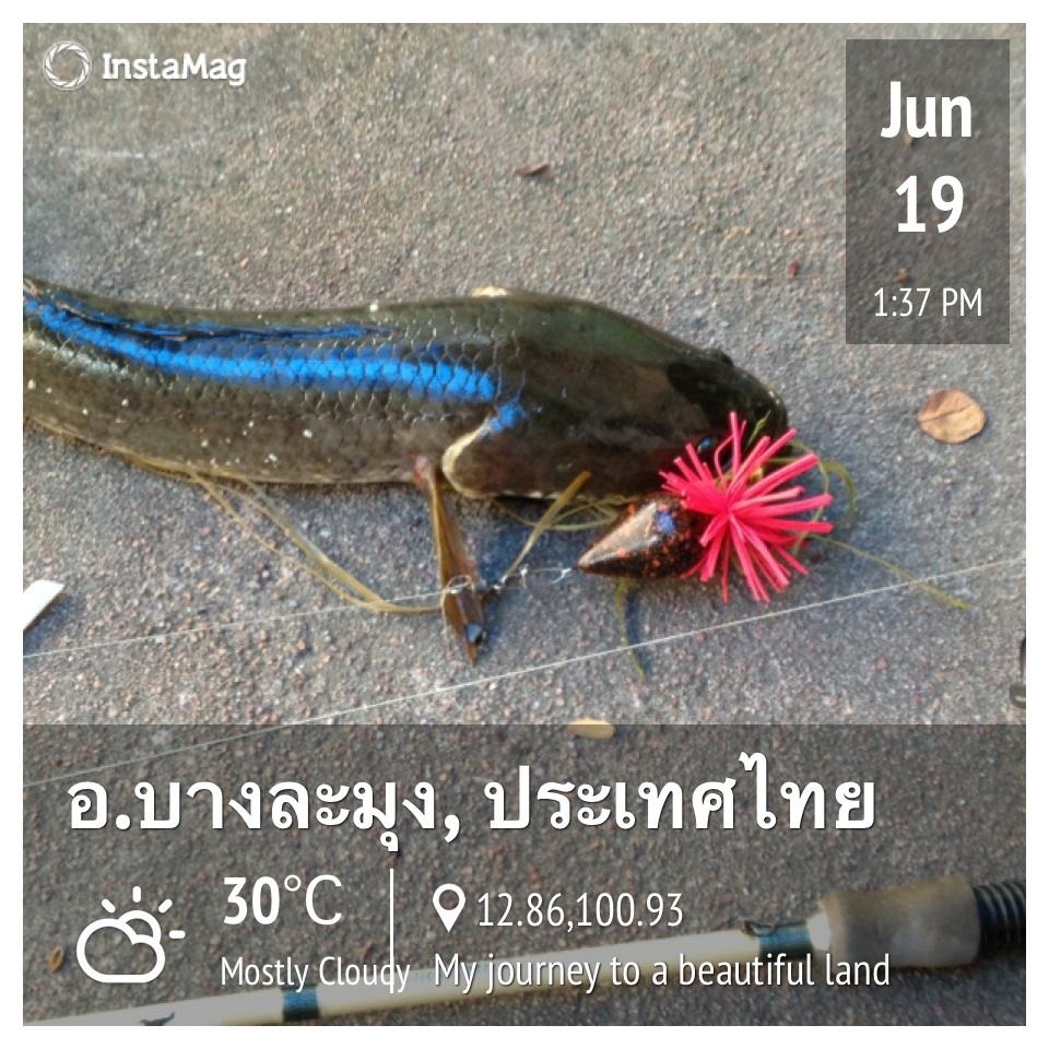 วันละตัวพอ
