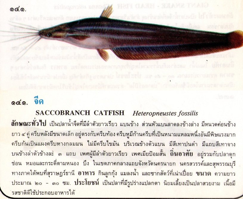ขอมูลปลาไทย(เบื้องต้น)จากหนังสือ ภาพปลาและสัตว์น้ำของไทย โดยกรมประมง