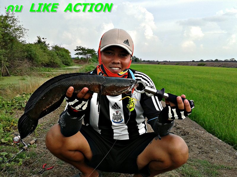 กบ  Like Action  ได้มันส์ตลอด