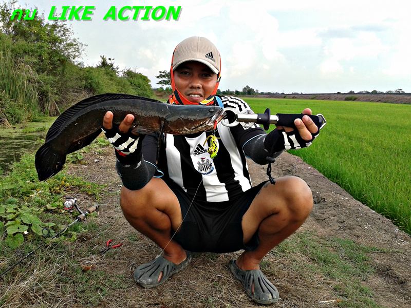 กบ  Like Action  ได้มันส์ตลอด