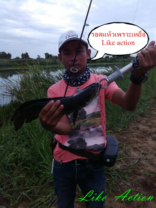Like Action (((เจ้าบอล ดวล กับเจ้านัท)))