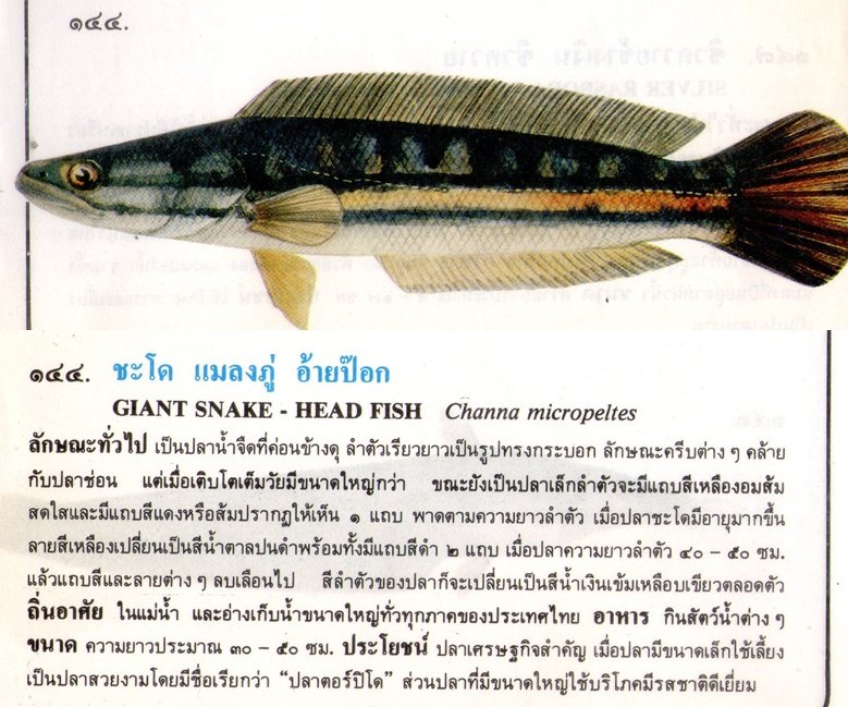 ขอมูลปลาไทย(เบื้องต้น)จากหนังสือ ภาพปลาและสัตว์น้ำของไทย โดยกรมประมง