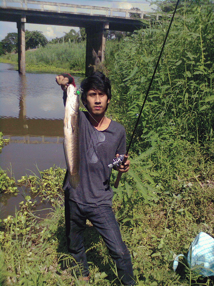 ค้นพบวังปลาช่อนที่เเม่น้ำลพบุรีคับ