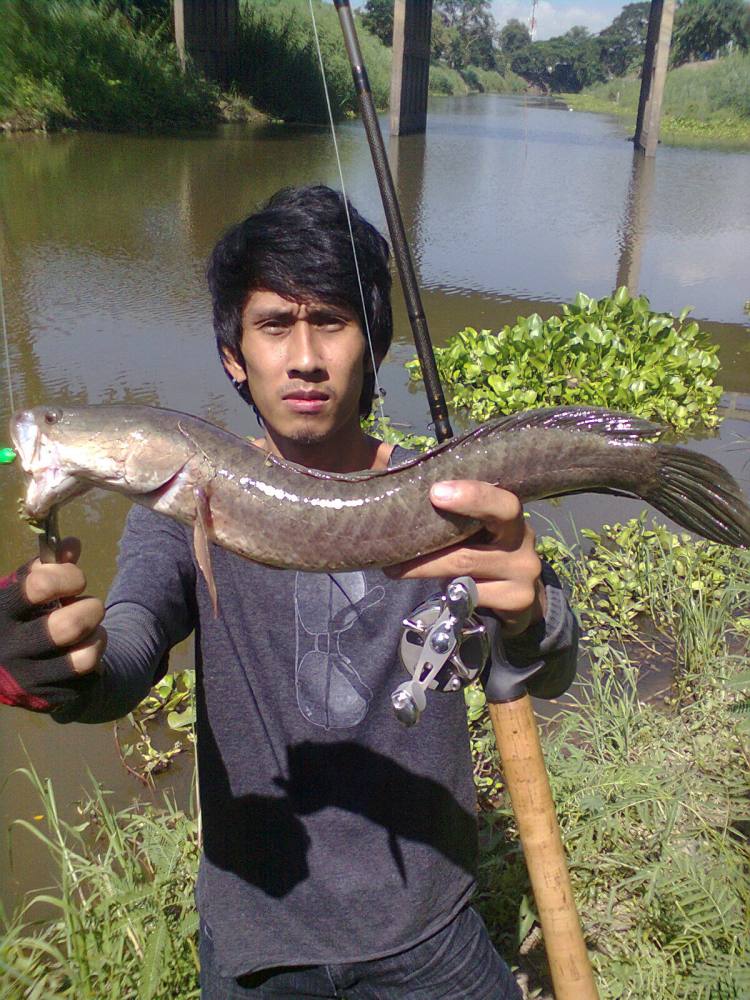 ค้นพบวังปลาช่อนที่เเม่น้ำลพบุรีคับ