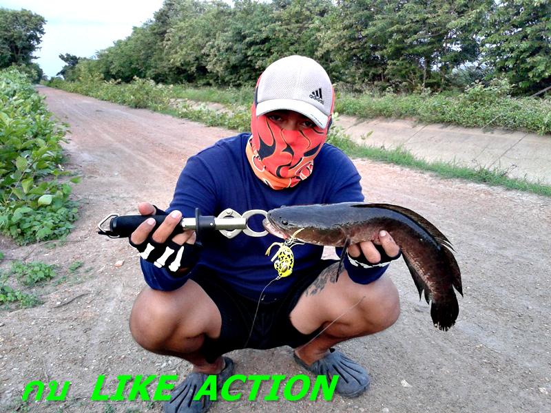 กบ  Like Action  ถล่มวังปลาช่อน