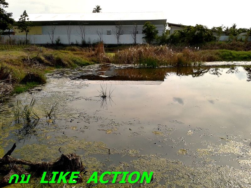 กบ  Like Action  ถล่มวังปลาช่อน