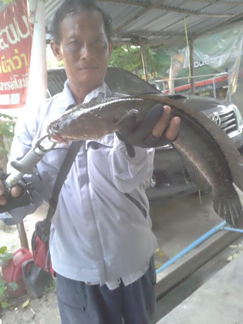 กบ&หนูจี๊ด by ลุงกะป้าจร้า