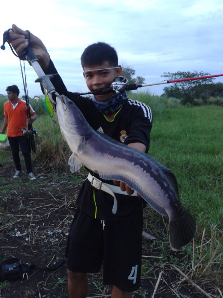 ชะโดจิบ ที่นครหลวง  By..นครหลวง TEAM