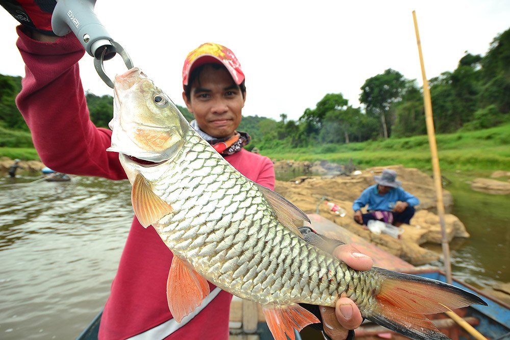 กระสูบ ลำแชะ 