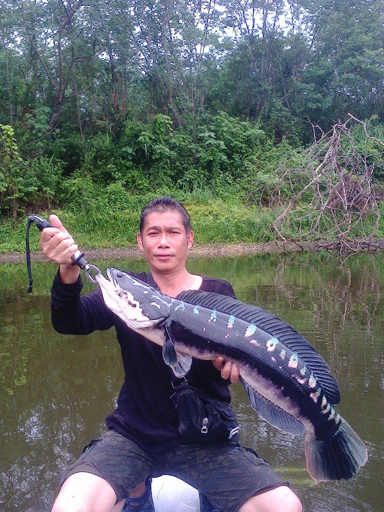 ชะโดอ่างหิน [น่าน]