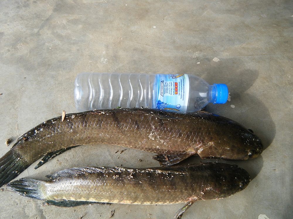 ลองกบตัว  เล็กๆๆ