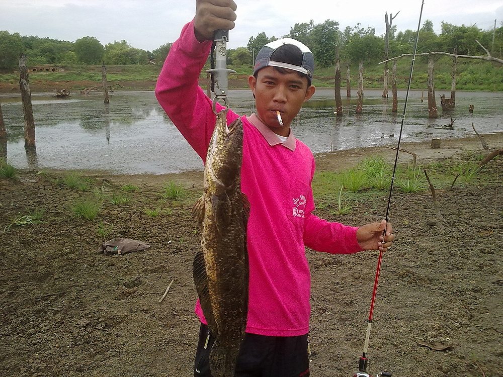 ปลาช่อนหมายอ.วังสามหมอ สดๆร้อนๆ