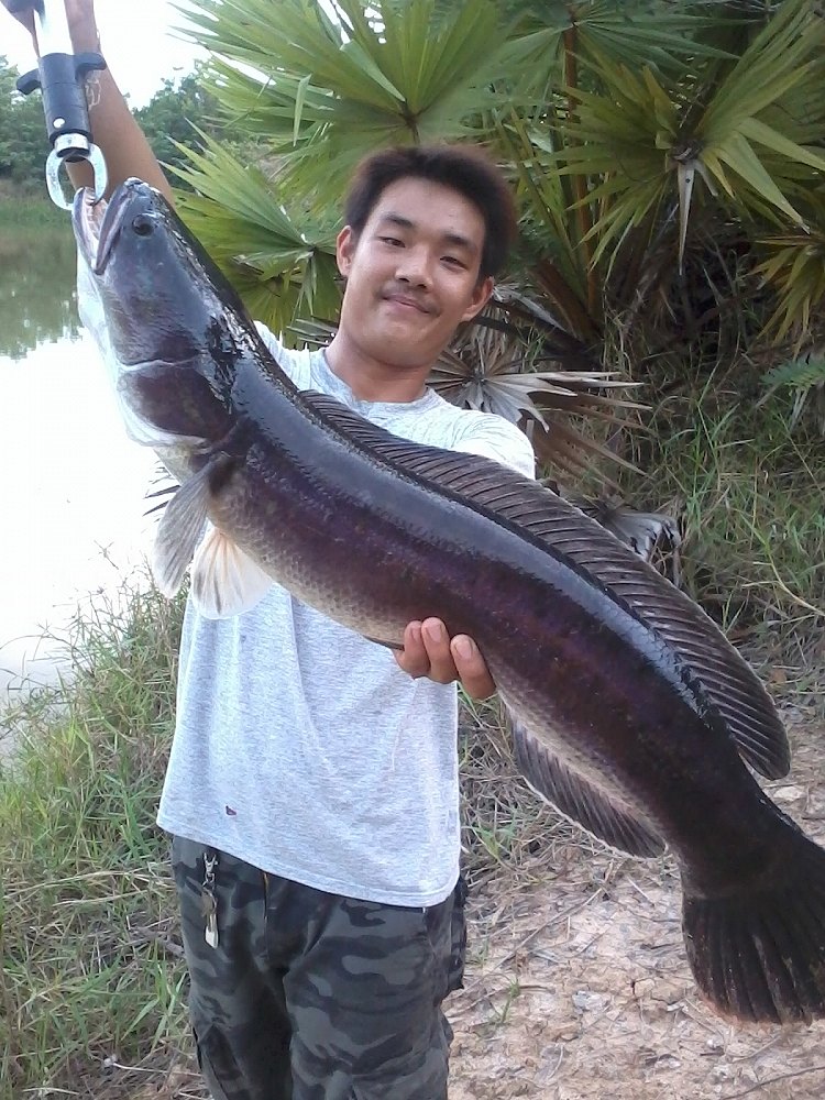 ขอสักหน่อยกับชะโด