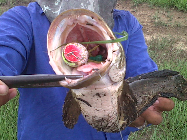 ช่อนกัดกบโทนยุดยา+ชะโดกัด Mega Catch By..นครหลวงTEAM