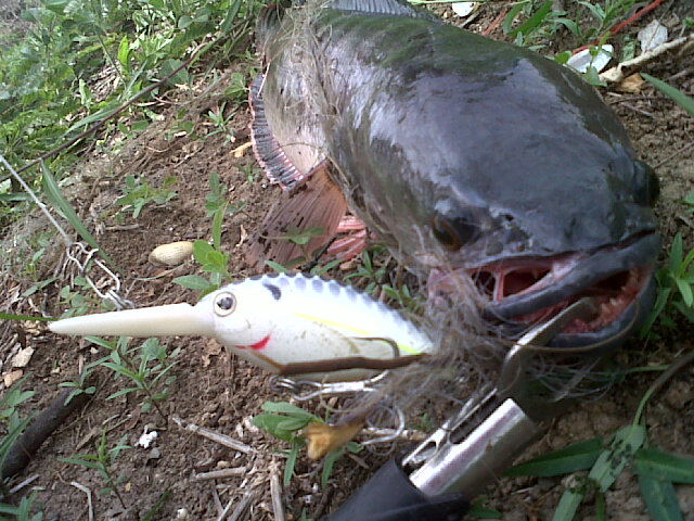 ช่อนกัดกบโทนยุดยา+ชะโดกัด Mega Catch By..นครหลวงTEAM