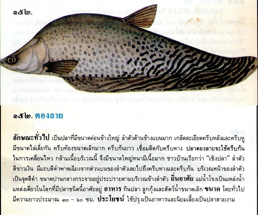 ขอมูลปลาไทย(เบื้องต้น)จากหนังสือ ภาพปลาและสัตว์น้ำของไทย โดยกรมประมง