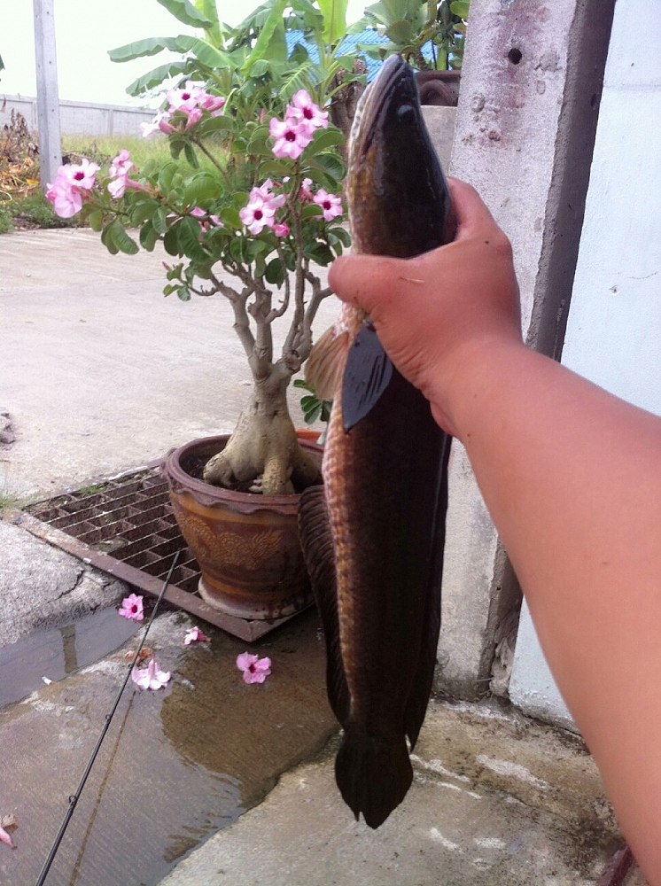 เอาช่อน "อู่ทอง" มาฝากครับน้าๆ. ..กรี้ววว ว 55+