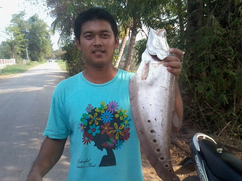 ปลากรายตัวน้อย ชัยนาท