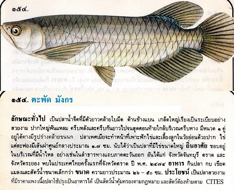ขอมูลปลาไทย(เบื้องต้น)จากหนังสือ ภาพปลาและสัตว์น้ำของไทย โดยกรมประมง