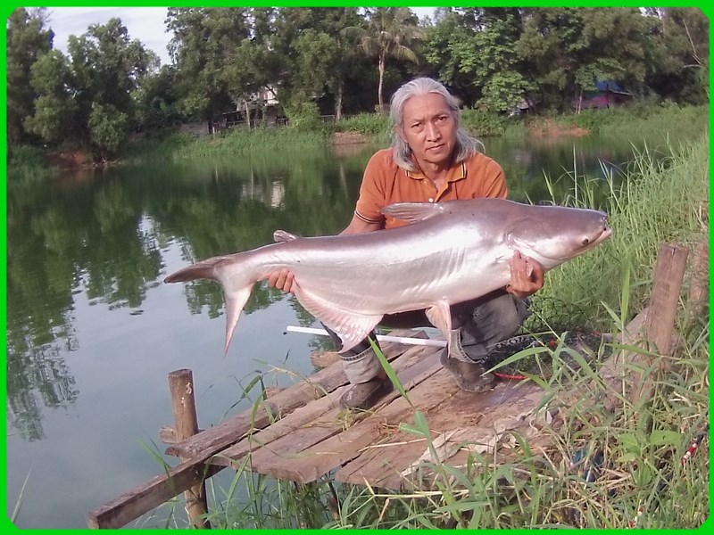 ตกปลาบึกที่ บ่อสมาน อุดรธานี