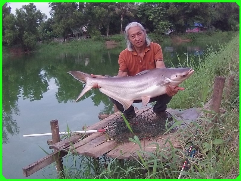ตกปลาบึกที่ บ่อสมาน อุดรธานี