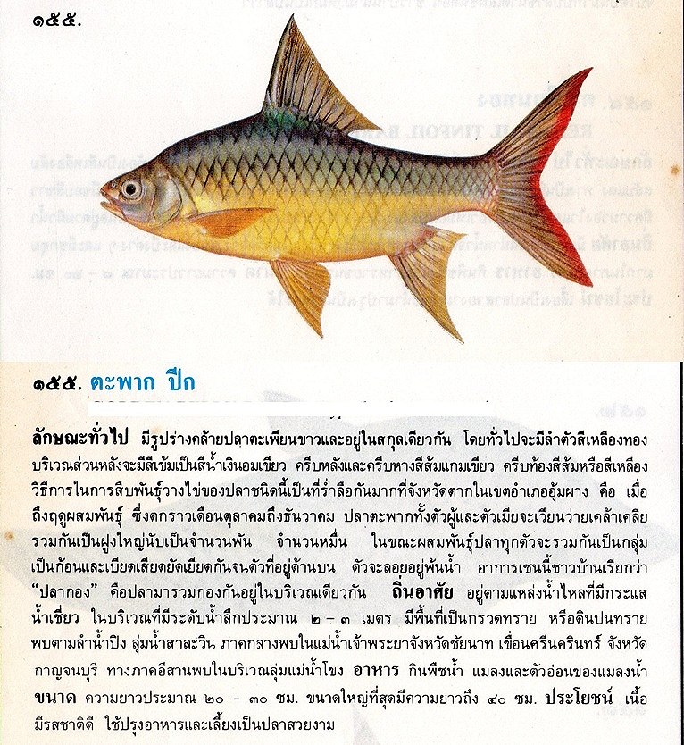 ขอมูลปลาไทย(เบื้องต้น)จากหนังสือ ภาพปลาและสัตว์น้ำของไทย โดยกรมประมง