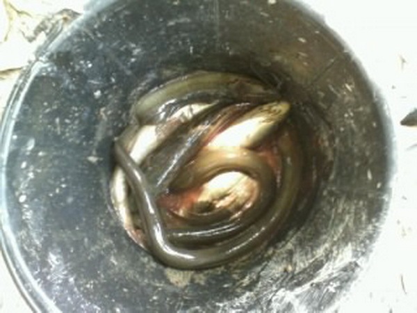 ภาพเก่ามาเล่าใหม่หลากหลายความเป็นมา
