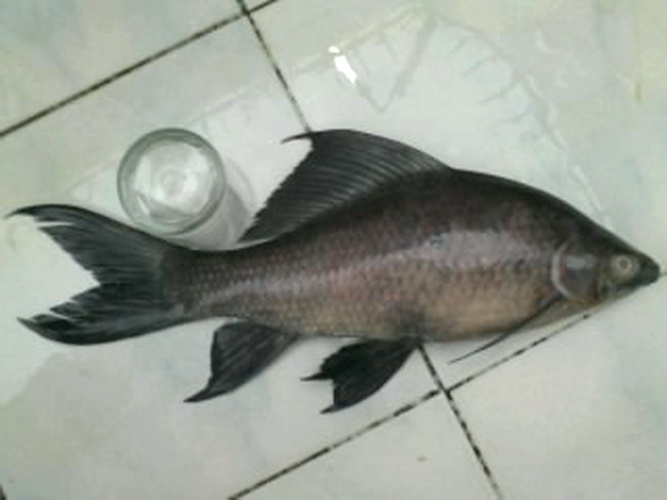 ภาพเก่ามาเล่าใหม่หลากหลายความเป็นมา