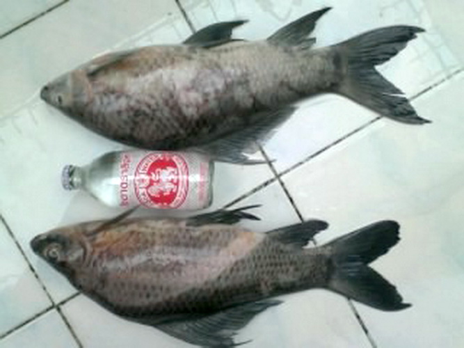 ภาพเก่ามาเล่าใหม่หลากหลายความเป็นมา