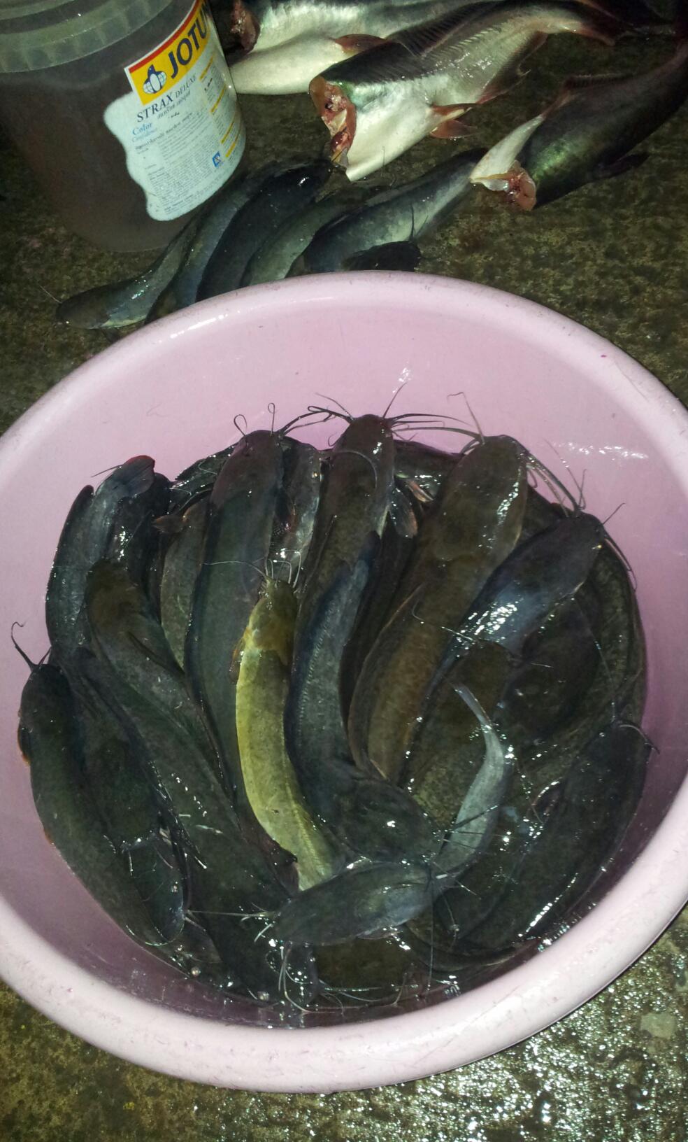ปลาแม่น้ำพระประแดง