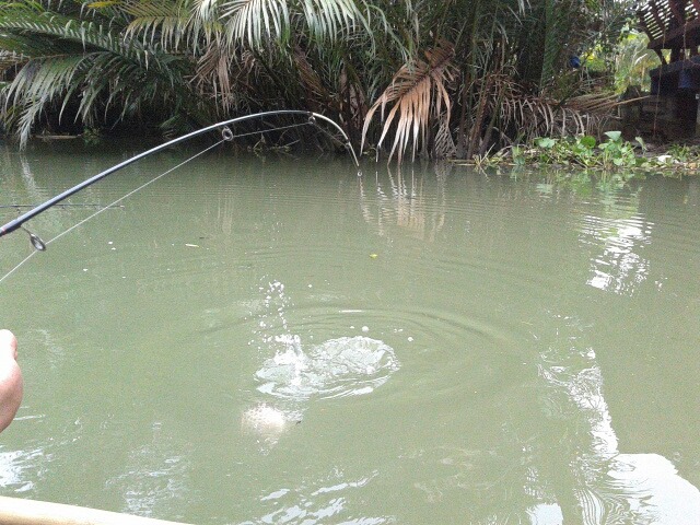 ปลาฮิเข้าฮิออก คลองอัมพวา 