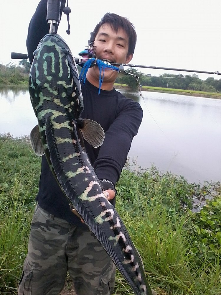 ชะโดแม่ลูก
