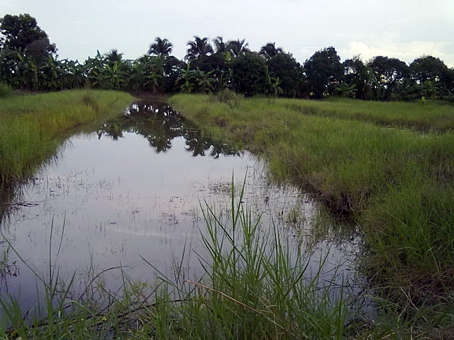 ู^_^ ช่อนร่องสวน อีกตัวก่อนฝนจะตก ^_^