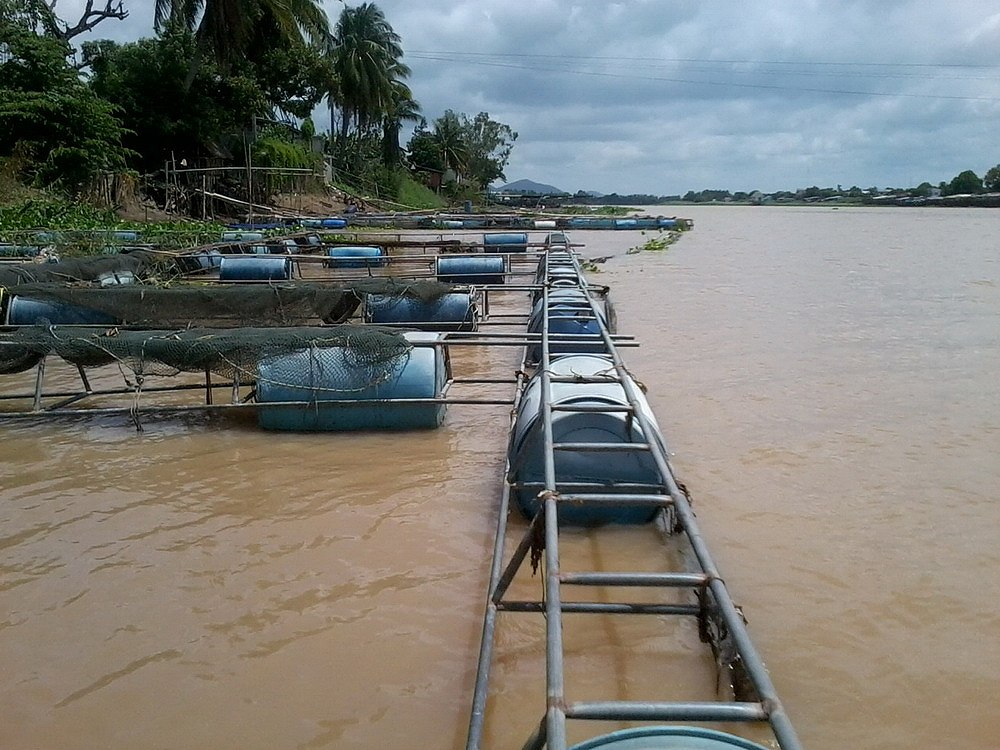 กุ้งแม่น้ำเจ้าพระยา ชัยนาท