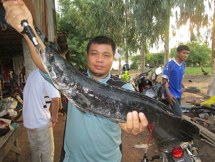 ทริปพิเศษ Tiger Fishing Team