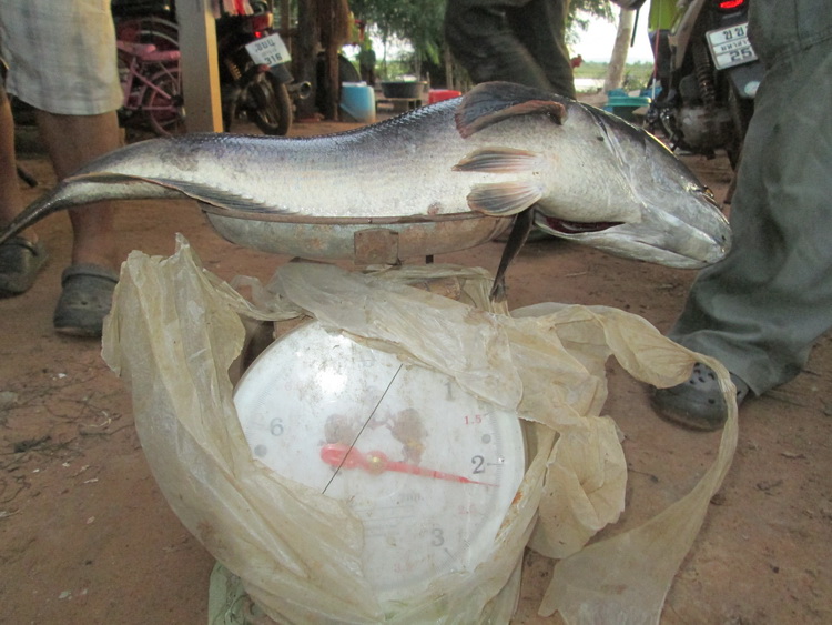 ทริปพิเศษ Tiger Fishing Team