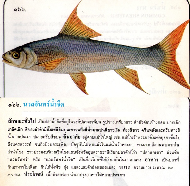ขอมูลปลาไทย(เบื้องต้น)จากหนังสือ ภาพปลาและสัตว์น้ำของไทย โดยกรมประมง