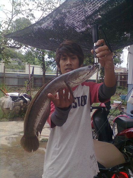 ตกปลาช่อนตอนเย็น เชิงอนุรักษ์
